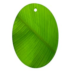 Banana Leaf Oval Ornament (two Sides) by artworkshop