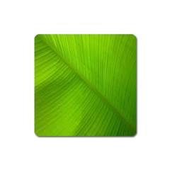 Banana Leaf Square Magnet by artworkshop