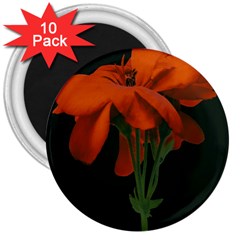 Red Geranium Over Black Background 3  Magnets (10 Pack)  by dflcprintsclothing