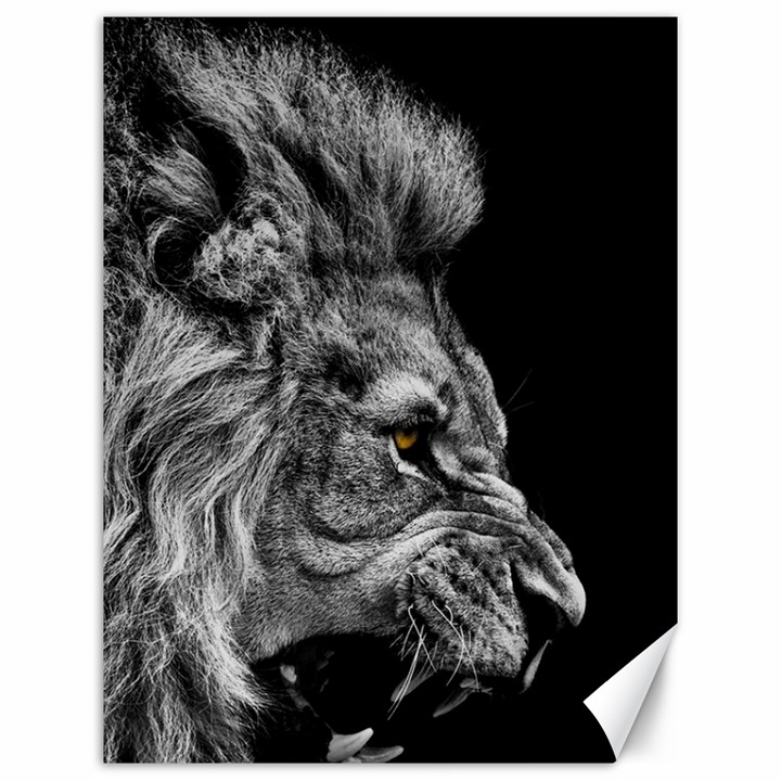 Angry Male Lion Canvas 12  x 16 