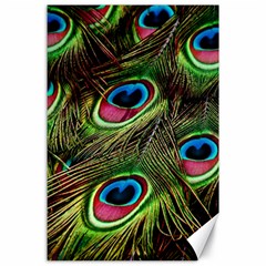 Peacock-feathers-color-plumage Canvas 24  X 36  by Celenk