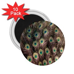 Bird-peacock 2.25  Magnets (10 pack) 