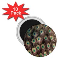 Bird-peacock 1 75  Magnets (10 Pack) 