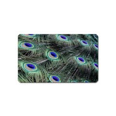 Plumage Peacock Feather Colorful Magnet (name Card) by Sapixe