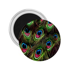 Peacock-army 2 25  Magnets by nateshop