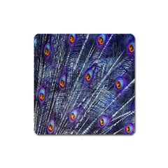 Peacock-feathers-blue Square Magnet by nateshop