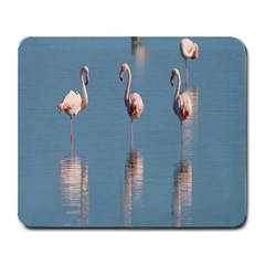 Flamingo Birds Plumage Sea Water Animal Exotic Large Mousepads by artworkshop