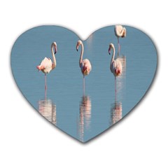 Flamingo Birds Plumage Sea Water Animal Exotic Heart Mousepads by artworkshop