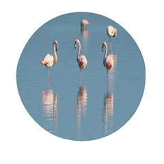 Flamingo Birds Plumage Sea Water Animal Exotic Mini Round Pill Box