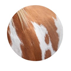 Horse Coat Animal Equine Mini Round Pill Box (pack Of 5) by artworkshop