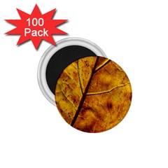 Leaf Leaf Veins Fall 1 75  Magnets (100 Pack) 