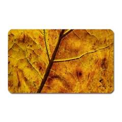 Leaf Leaf Veins Fall Magnet (rectangular)