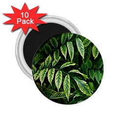 Leaves Foliage Twig Bush Plant 2 25  Magnets (10 Pack)  by artworkshop