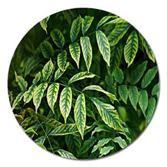 Leaves Foliage Twig Bush Plant Magnet 5  (round)