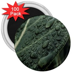 Leaves Water Drops Green  3  Magnets (100 Pack) by artworkshop