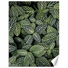 Leaves Foliage Botany Plant Canvas 12  X 16 