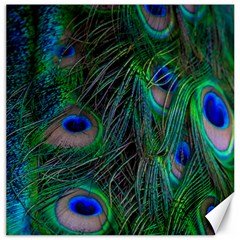 Beautiful Peacock Feathers Canvas 20  X 20  by Ravend