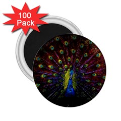 Beautiful Peacock Feather 2 25  Magnets (100 Pack) 