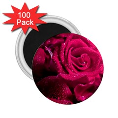 Water Rose Pink Background Flower 2 25  Magnets (100 Pack) 