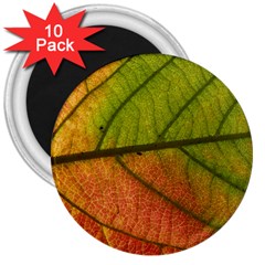 Leaf Autumn Fall Season Macro 3  Magnets (10 Pack)  by Wegoenart