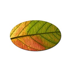 Leaf Autumn Fall Season Macro Sticker Oval (100 Pack)