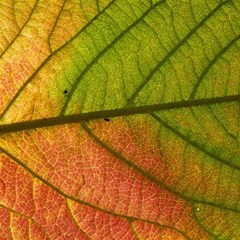 Leaf Autumn Fall Season Macro Play Mat (rectangle)