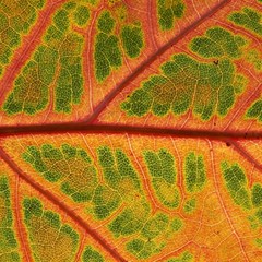 Leaf Veins Texture Autumn Fall Play Mat (square)