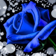 Blue Rose Bloom Blossom Play Mat (square) by Wegoenart