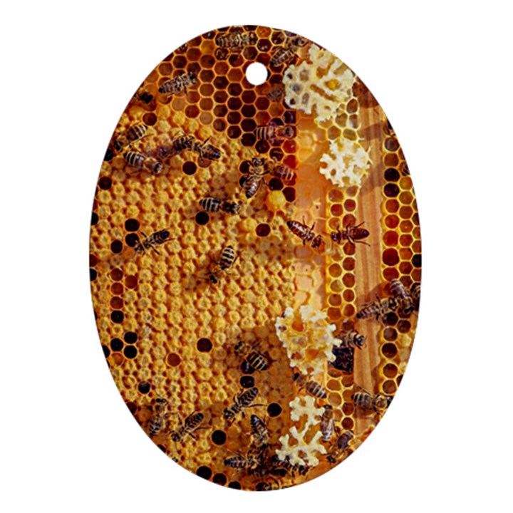 Insect Macro Honey Bee Animal Oval Ornament (Two Sides)