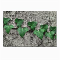 Vine On Damaged Wall Photo Postcard 4 x 6  (pkg Of 10) by dflcprintsclothing