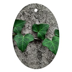 Vine On Damaged Wall Photo Oval Ornament (two Sides) by dflcprintsclothing