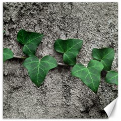 Vine On Damaged Wall Photo Canvas 20  X 20  by dflcprintsclothing