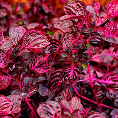 Red Leaves Plant Nature Leaves Flora Foliage Play Mat (square)