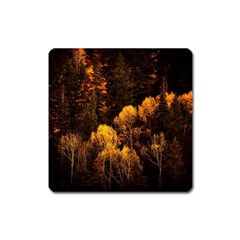 Autumn Fall Foliage Forest Trees Woods Nature Square Magnet by danenraven