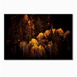 Autumn Fall Foliage Forest Trees Woods Nature Postcard 4 x 6  (Pkg of 10) Front