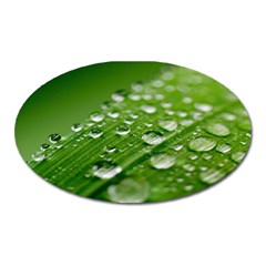 Green Water Leaf Oval Magnet by artworkshop