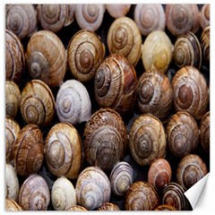Snail Shells Pattern Arianta Arbustorum Canvas 20  X 20 