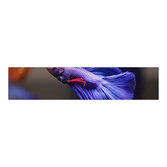 Betta Fish Photo And Wallpaper Cute Betta Fish Pictures Velvet Scrunchie