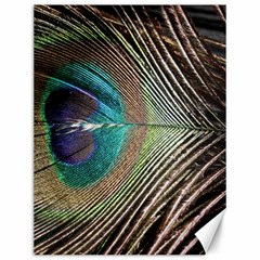 Peacock Canvas 12  X 16  by StarvingArtisan