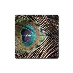 Peacock Square Magnet by StarvingArtisan