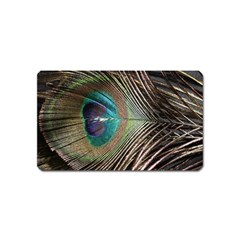 Peacock Magnet (name Card) by StarvingArtisan