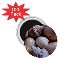Beautiful Seashells  1 75  Magnets (100 Pack)  by StarvingArtisan