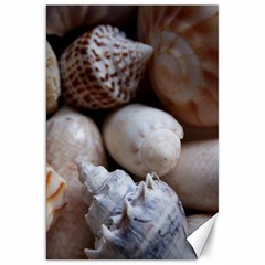 Beautiful Seashells  Canvas 20  X 30  by StarvingArtisan