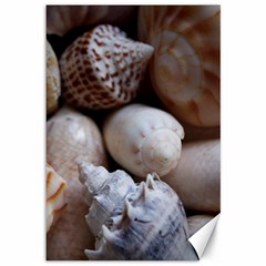 Beautiful Seashells  Canvas 12  X 18 