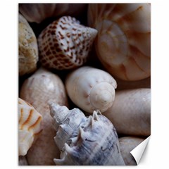 Beautiful Seashells  Canvas 11  X 14  by StarvingArtisan