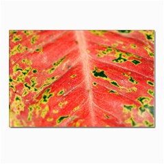 Aglonema Leaf Plant Pattern Flora Postcards 5  X 7  (pkg Of 10) by danenraven