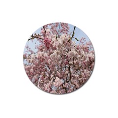 Almond Tree Flower Magnet 3  (round)