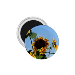 Sunflower Flower Yellow 1 75  Magnets