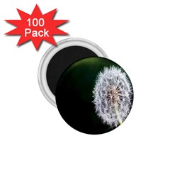 White Flower 1 75  Magnets (100 Pack) 