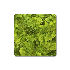 Botanical Motif Plants Detail Photography Square Magnet by dflcprintsclothing